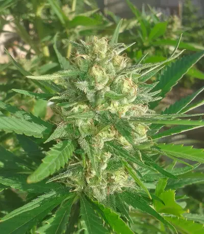 SexBud (Female Seeds) Cannabis-Samen