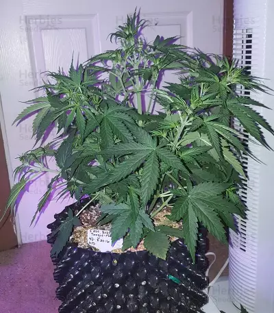 Tangie'matic Auto feminisierte Samen (Fast Buds)