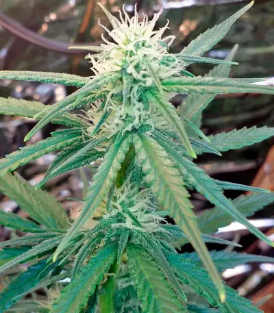 White Cheese Autoflowering (Dinafem Seeds) Cannabis-Samen