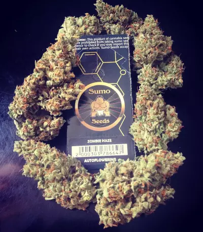 Zombie Haze Auto (Sumo Seeds) Cannabis-Samen