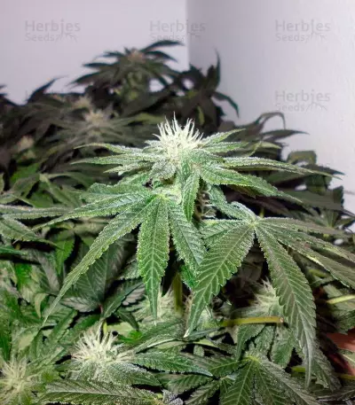 Big Devil F1 Fast Version strain