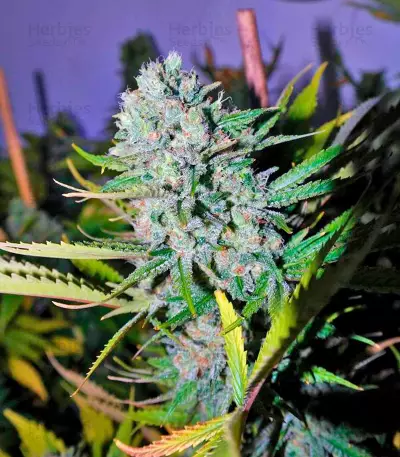Deep Cheese (Dinafem Seeds) Cannabis-Samen