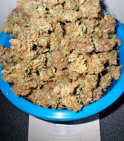 Liberty Haze (Barney's Farm) Cannabis-Samen