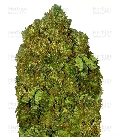Money Bush (Heavyweight Seeds) Cannabis-Samen