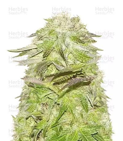White Widow (Pyramid Seeds) Cannabis-Samen