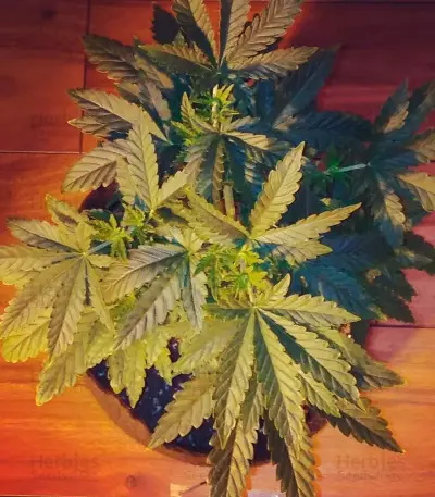 Afghan Cow (Dr. Krippling Seeds) Cannabis-Samen