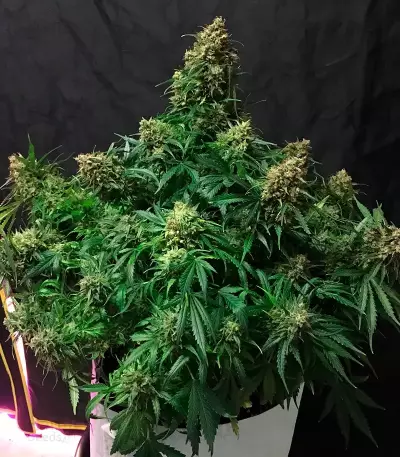 Auto Glueberry O.G. feminisierte Samen