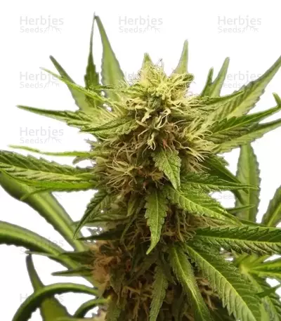 Northern Light (RQS) Cannabis-Samen