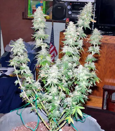 Afghan Kush X Yumbolt (World of Seeds) Cannabis-Samen