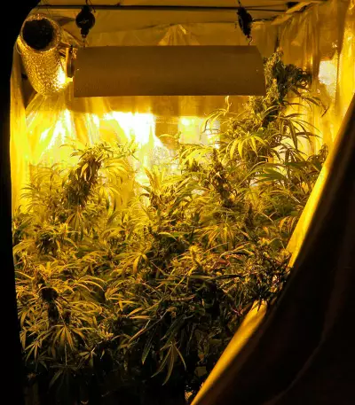 Brazil Amazonia (World of Seeds) Cannabis-Samen