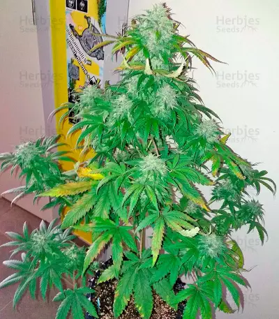 Bubba Kush Autoflowering (Dinafem Seeds) Cannabis-Samen