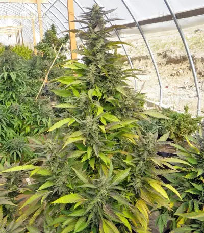 Chemdawg regular (Humboldt Seeds Organization) Cannabis-Samen