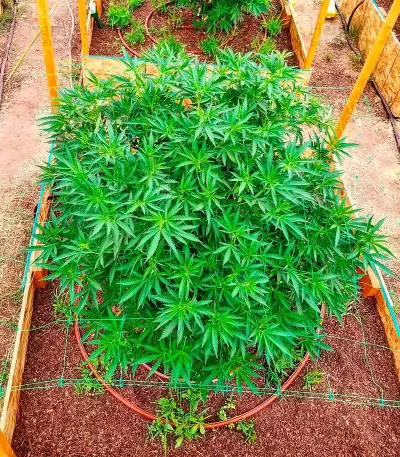 Russian Snow (Vision Seeds) Cannabis-Samen
