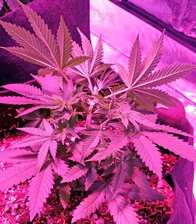 Swiss Cheese (Nirvana Seeds) Cannabis-Samen