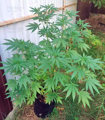 Wild Thailand (World of Seeds) Cannabis-Samen