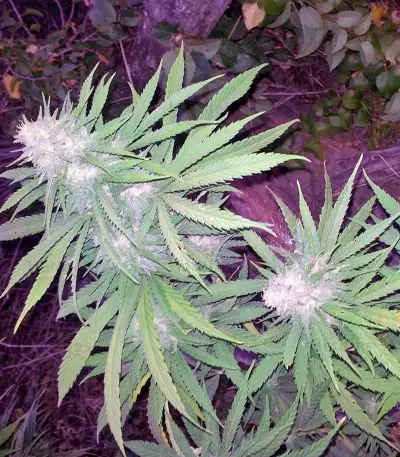 Allkush (Paradise Seeds) Cannabis-Samen