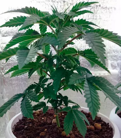 Blue Pyramid (Pyramid Seeds) Cannabis-Samen