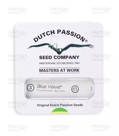 Blue Velvet (Dutch Passion) Cannabis-Samen