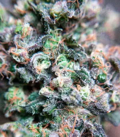 Passion Fruit (Dutch Passion) Cannabis-Samen