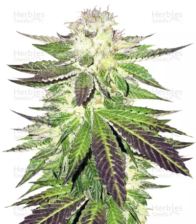 Remo Chemo (Dinafem Seeds) Cannabis-Samen