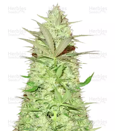 Ultimate AK (Sumo Seeds) Cannabis-Samen