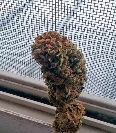 Afghan Kush (World of Seeds) Cannabis-Samen