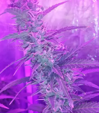 Auto Speed Bud (Female Seeds) Cannabis-Samen