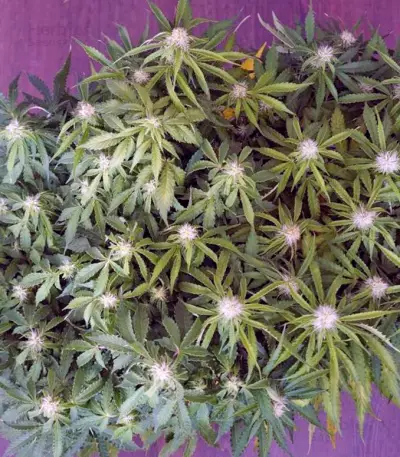 Anesthesia (Pyramid Seeds) Cannabis-Samen