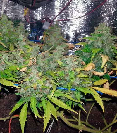 Auto Lennon (Pyramid Seeds) Cannabis-Samen