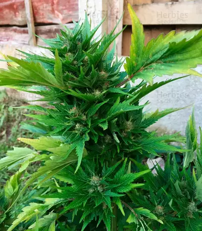 Auto Duck strain
