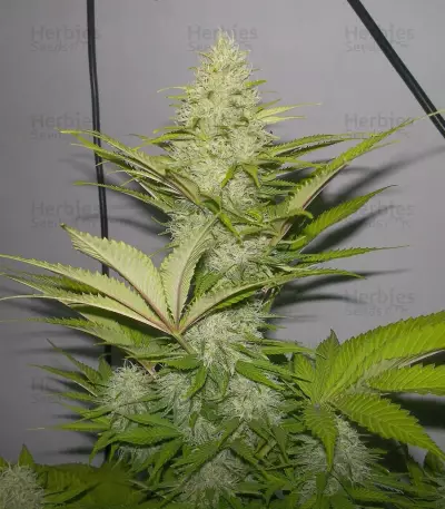 Blue Cheese cannabis strain