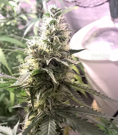 Blueberry Cheesecake (Female Seeds) Cannabis-Samen