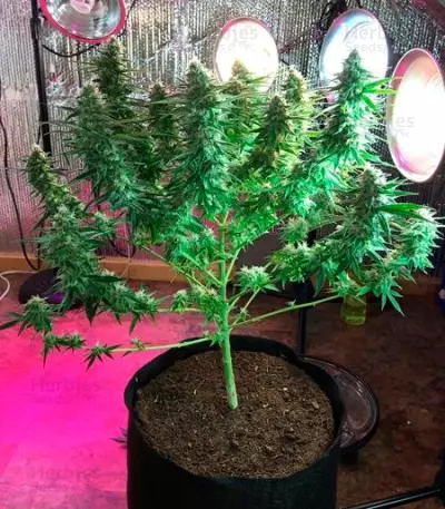 Critical Super Silver Haze (Delicious Seeds)
