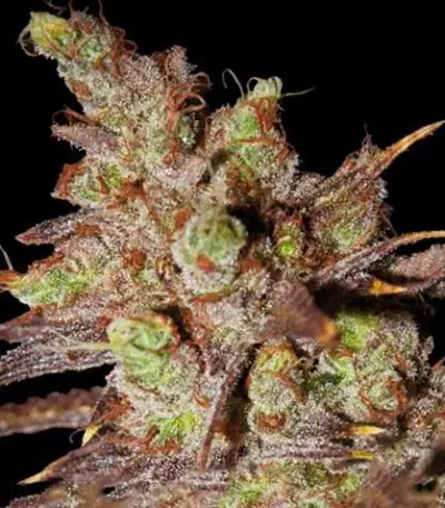 Choco Bud (Vision Seeds) Cannabis-Samen