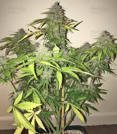 Crystal METH Auto (Fast Buds) Cannabis-Samen