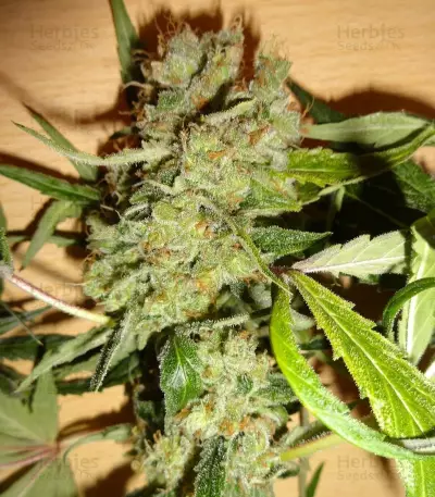 Euphoria CBD (RQS) Cannabis-Samen