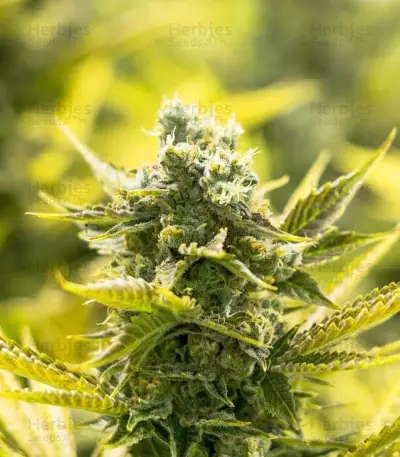 The Incredible Bulk feminisierte Samen (Dr. Krippling Seeds)
