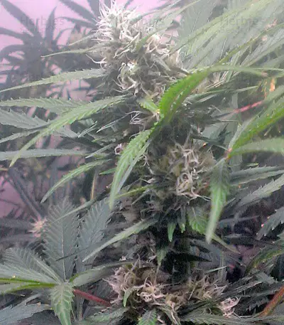 Swiss Cheese (Nirvana Seeds) Cannabis-Samen