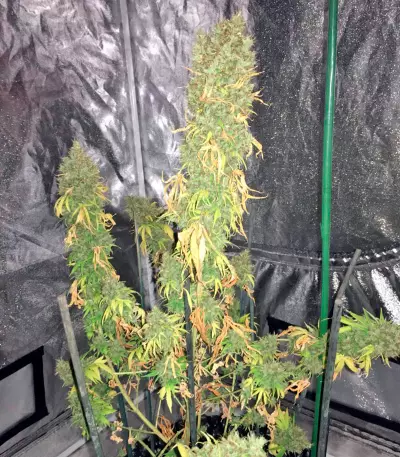 White Strawberry Skunk (Strain Hunters) Cannabis-Samen