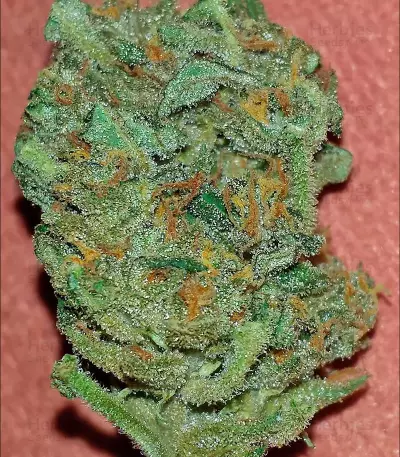 White Widow Auto (Vision Seeds) Cannabis-Samen