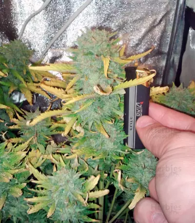 Big Devil Auto (Sweet Seeds) Cannabis-Samen