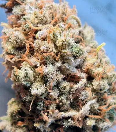 Big Foot (Sweet Seeds) Cannabis-Samen