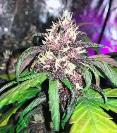 Black Cream Auto
