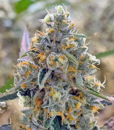 Liberty Haze (Barney's Farm) Cannabis-Samen