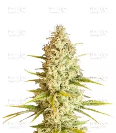 Critical VIP (VIP seeds) Cannabis-Samen