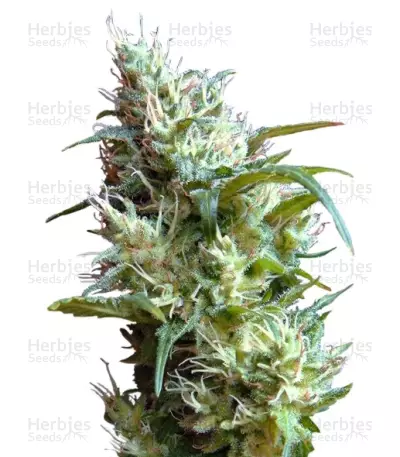Flash Back #2 (Sweet Seeds) Cannabis-Samen
