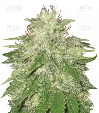 Super Hash (Pyramid Seeds) Cannabis-Samen