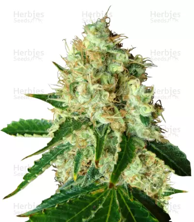 Bubblicious (Resin Seeds) Cannabis-Samen