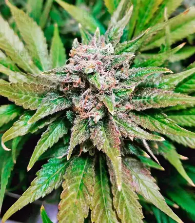 Northern Lights (00 Seeds) Cannabis-Samen