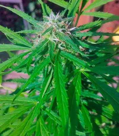 Vertigo Auto (Paradise Seeds) Cannabis-Samen